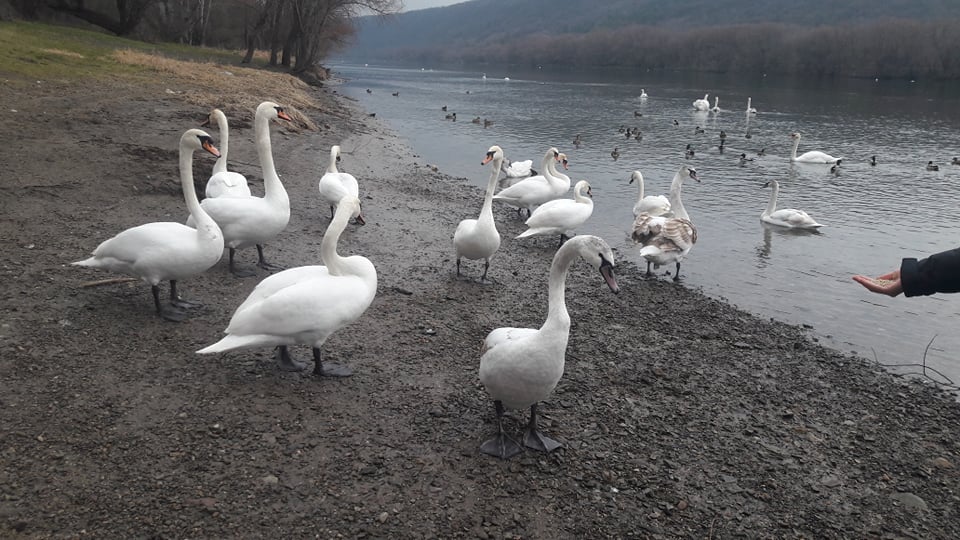 Десятки лебедей остались зимовать в Молдове (фото)