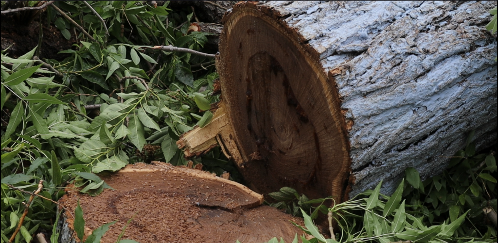(Фото) Нотариусу закон не писан. Как в Комрате вырубили четыре здоровых дерева  без разрешительных документов