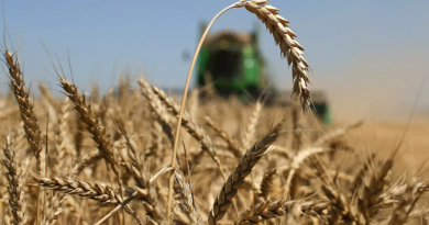 В исполкоме Гагаузии рассказали о прогнозе на урожай в этом году