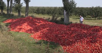 Новые подробности про "выброшенные у дороги  яблоки" на севере Молдовы
