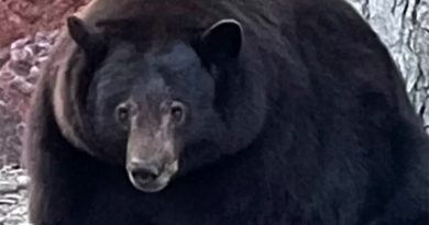 (Фото) Медведь по кличке Хэнк ворует еду у жителей калифорнийского городка