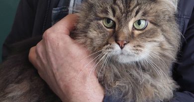 (Фото) В Харькове из-под завалов многоэтажки спасли кота. Он провел там две недели
