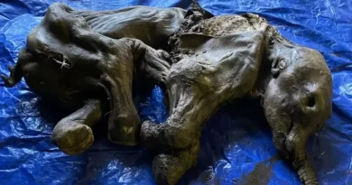 Канадские золотоискатели нашли мумию мамонтёнка возрастом 35 тысяч лет
