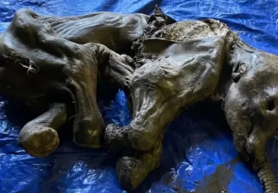 Канадские золотоискатели нашли мумию мамонтёнка возрастом 35 тысяч лет