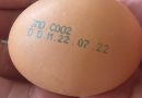 Партия яиц изъята из продажи из-за найденной сальмонеллы у кур