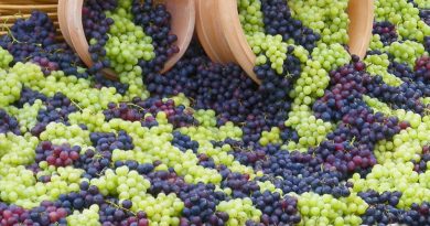 Осенью в Чимишлии состоится Национальный фестиваль винограда