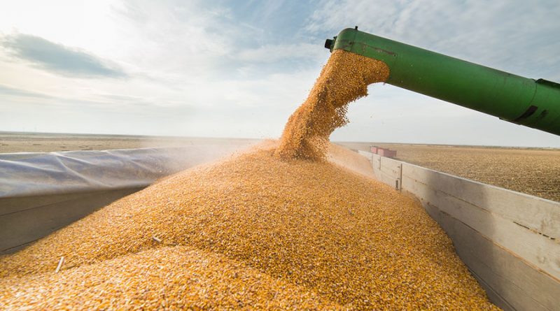 Румыния может ввести запрет на импорт украинского зерна